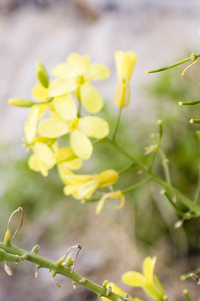 Ossessione disturbo.